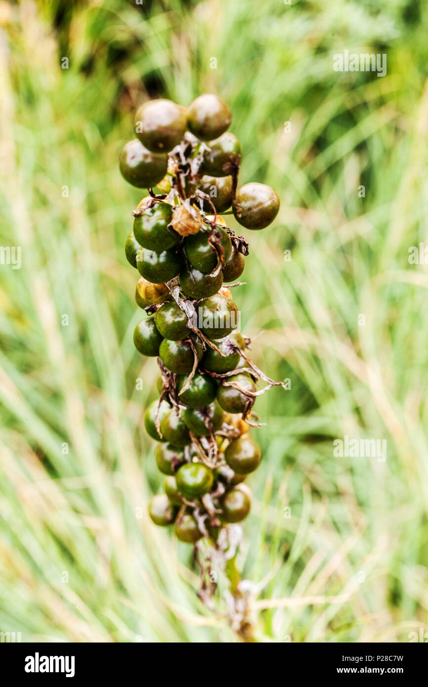 Seedheads, Asphodeline lutea fruits Stock Photo