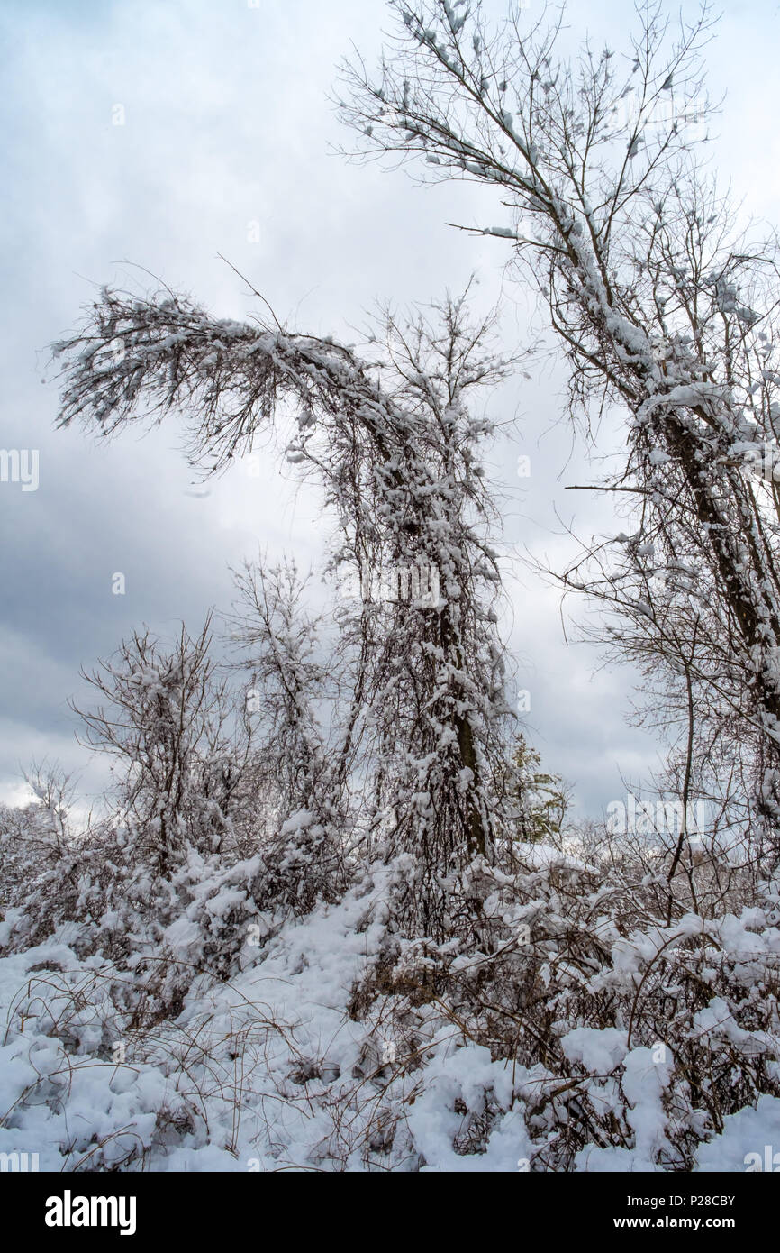 Tree branches bending under the weight of heavy snow Stock Photo Alamy