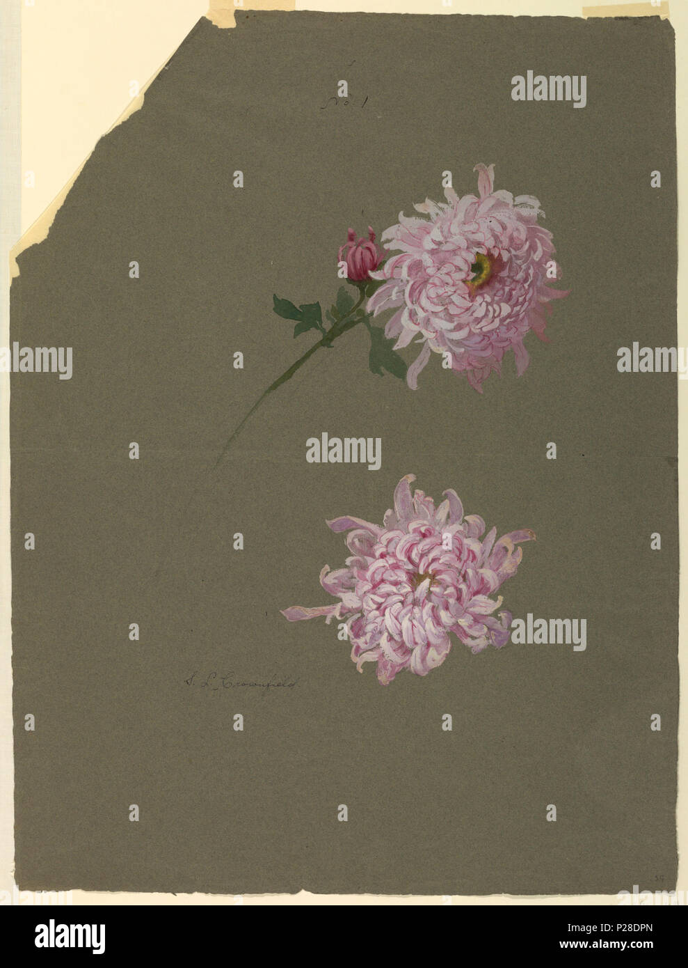 .  English: Drawing, Two Studies of Violet Chrysanthemums, early 20th century .  English: Two violet chrysanthemum blossoms, one with stalk, leaf and bud in the center of the page. . early 20th century 112 Drawing, Two Studies of Violet Chrysanthemums, early 20th century (CH 18345099-2) Stock Photo