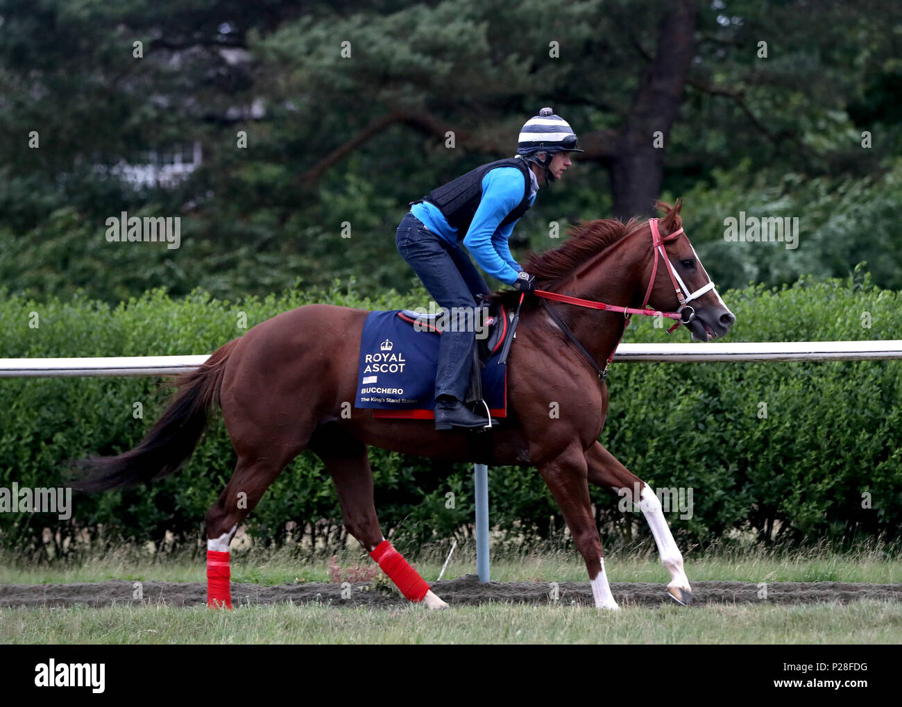 Bucchero is exercised on the gallops during the Royal Ascot international challengers press morning at Newmarket Racecourse. PRESS ASSOCIATION Photo. Picture date: Thursday June 14, 2018. See PA story RACING Ascot. Photo credit should read: Simon Cooper/PA Wire Stock Photo