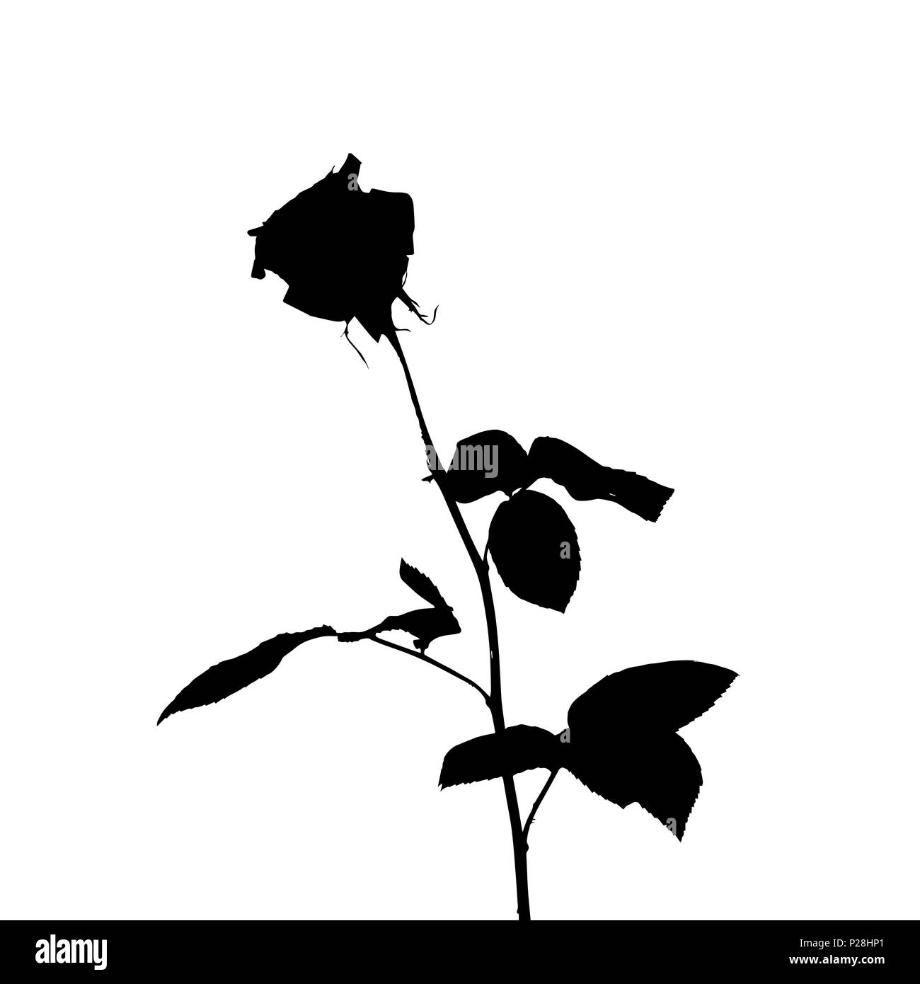 Black and white silhouette of rose. Isolated on White Background. vector Illustration Stock Vector