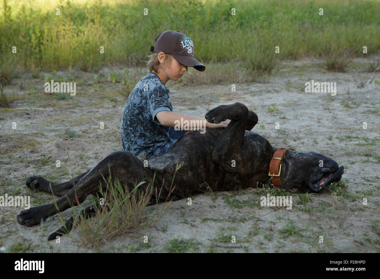boy playing with big dog on the ground Stock Photo