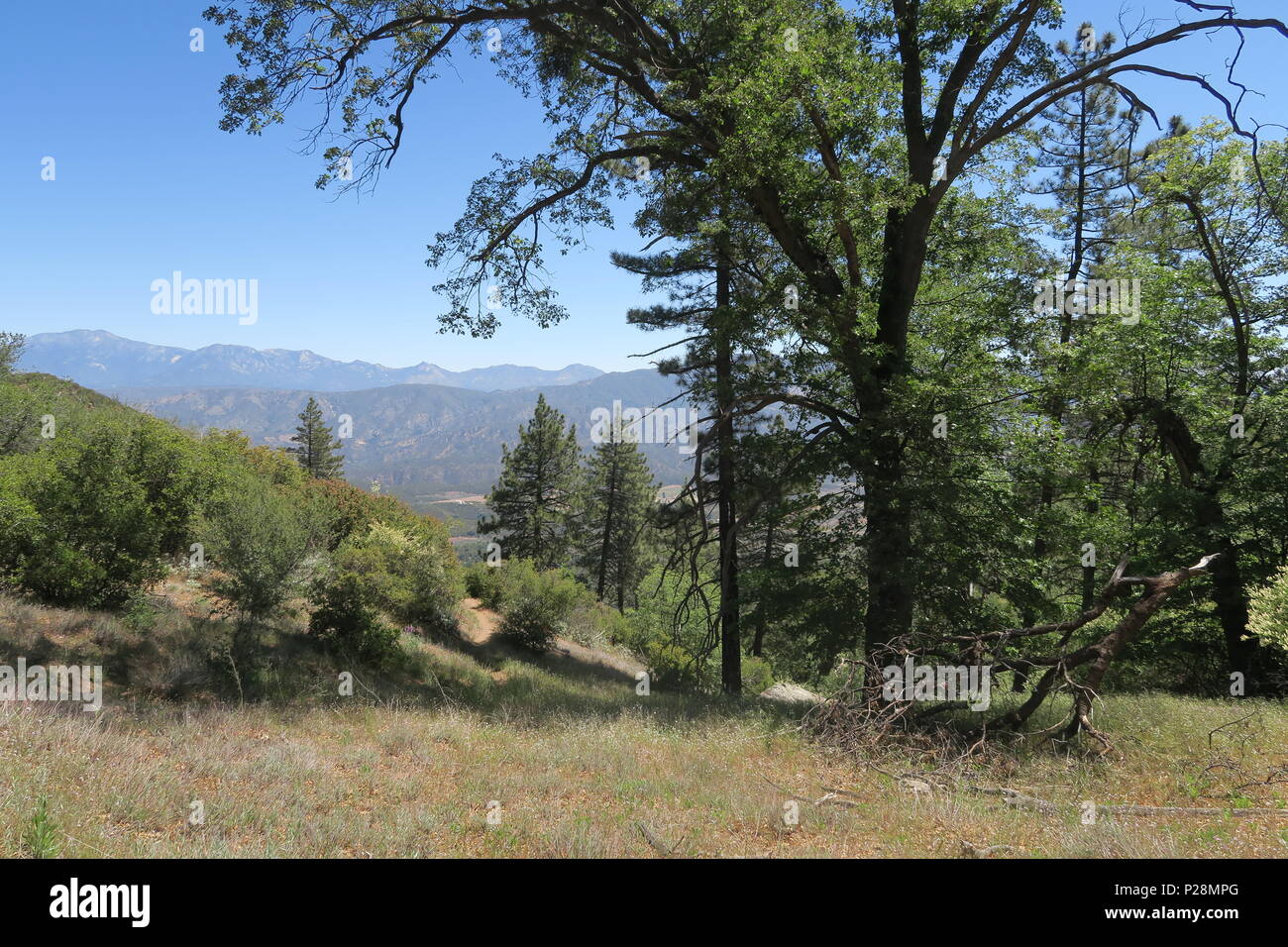 Hiking wooded areas with meadows, trees, and lupines in Rabbit Park in Azusa, California and Cahuilla Mountain Trail in the San Bernardino Mountains. Stock Photo