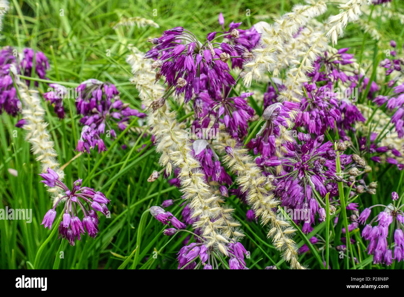 Allium  insubricum, Melica ciliata Stock Photo