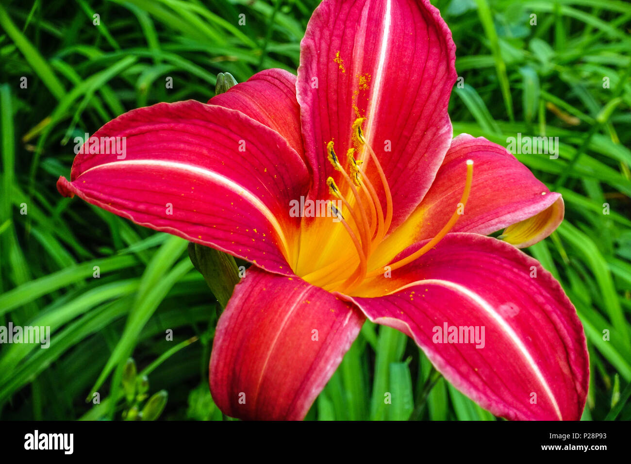 Red Daylily, Daylilies, Hemerocallis 'Neyron Rose' Stock Photo - Alamy