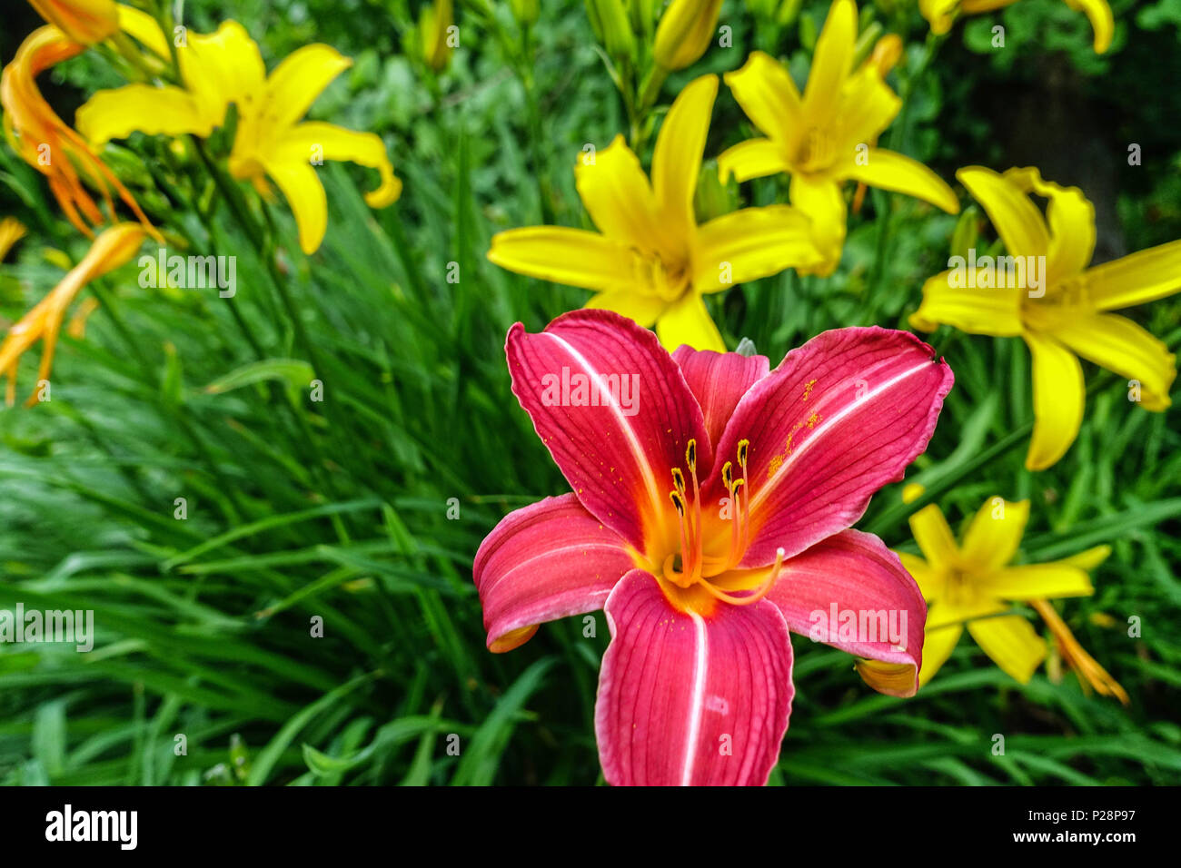 Daylily Hemerocallis 'Neyron Rose' yellow Daylilies background combination Stock Photo