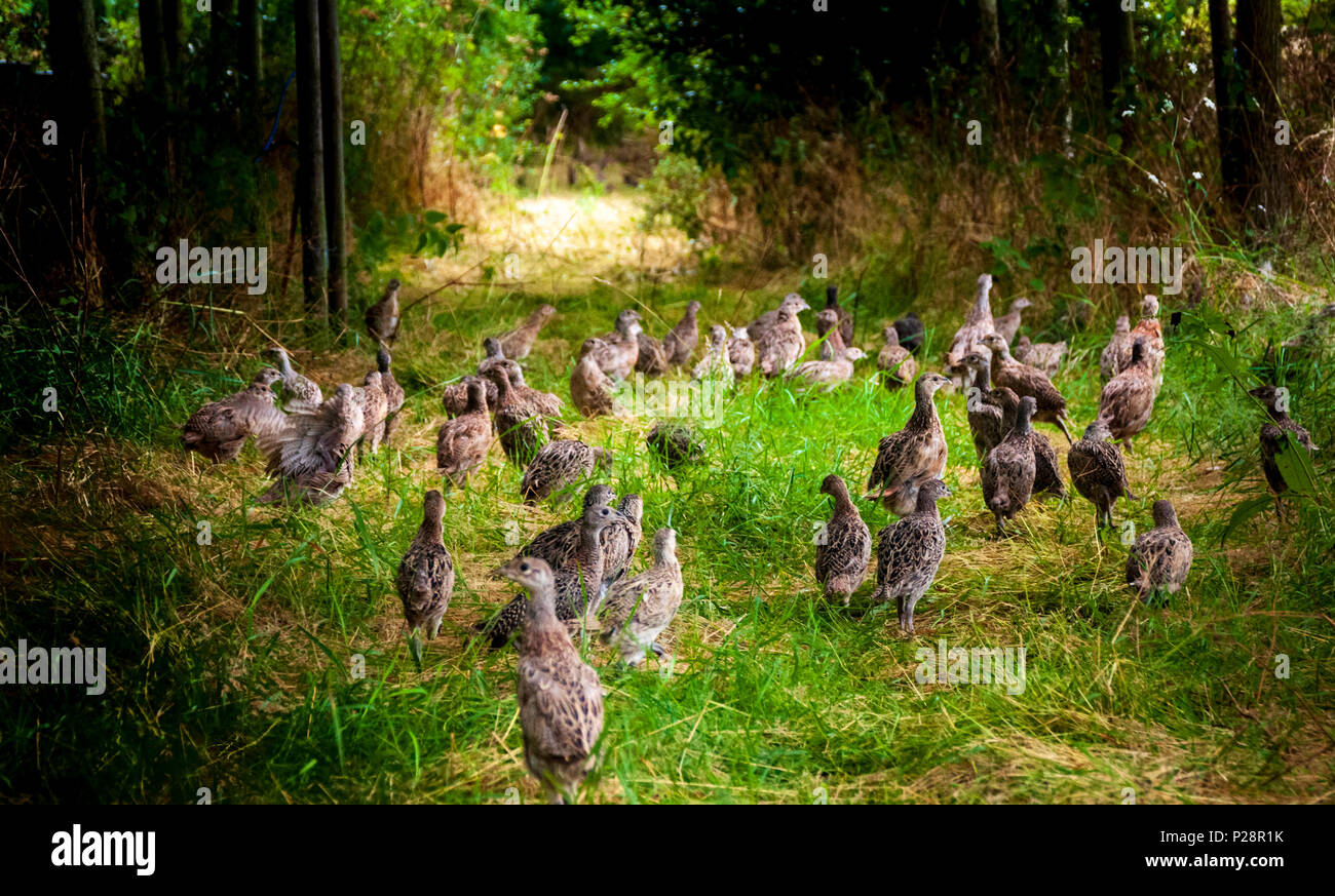 Seven week old pheasant chicks, often known as poults, after just being released into a gamekeepers release pen on an English shooting estate Stock Photo