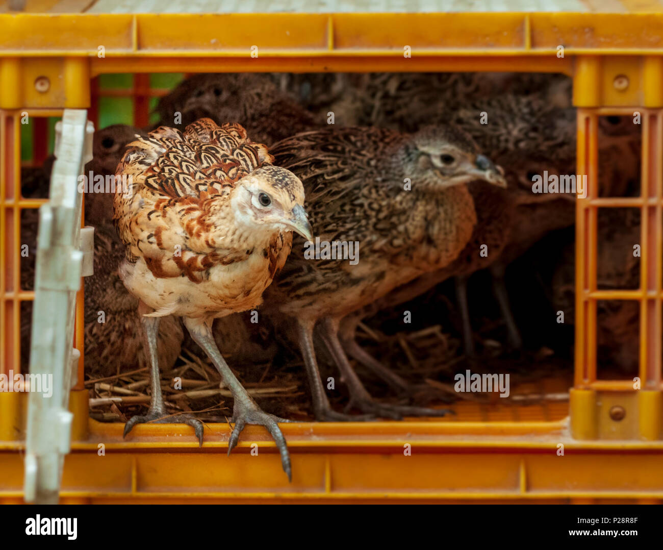 Seven week old pheasant chicks, often known as pheasant poults, being released into a gamekeepers release pen from the crates used to transport them Stock Photo