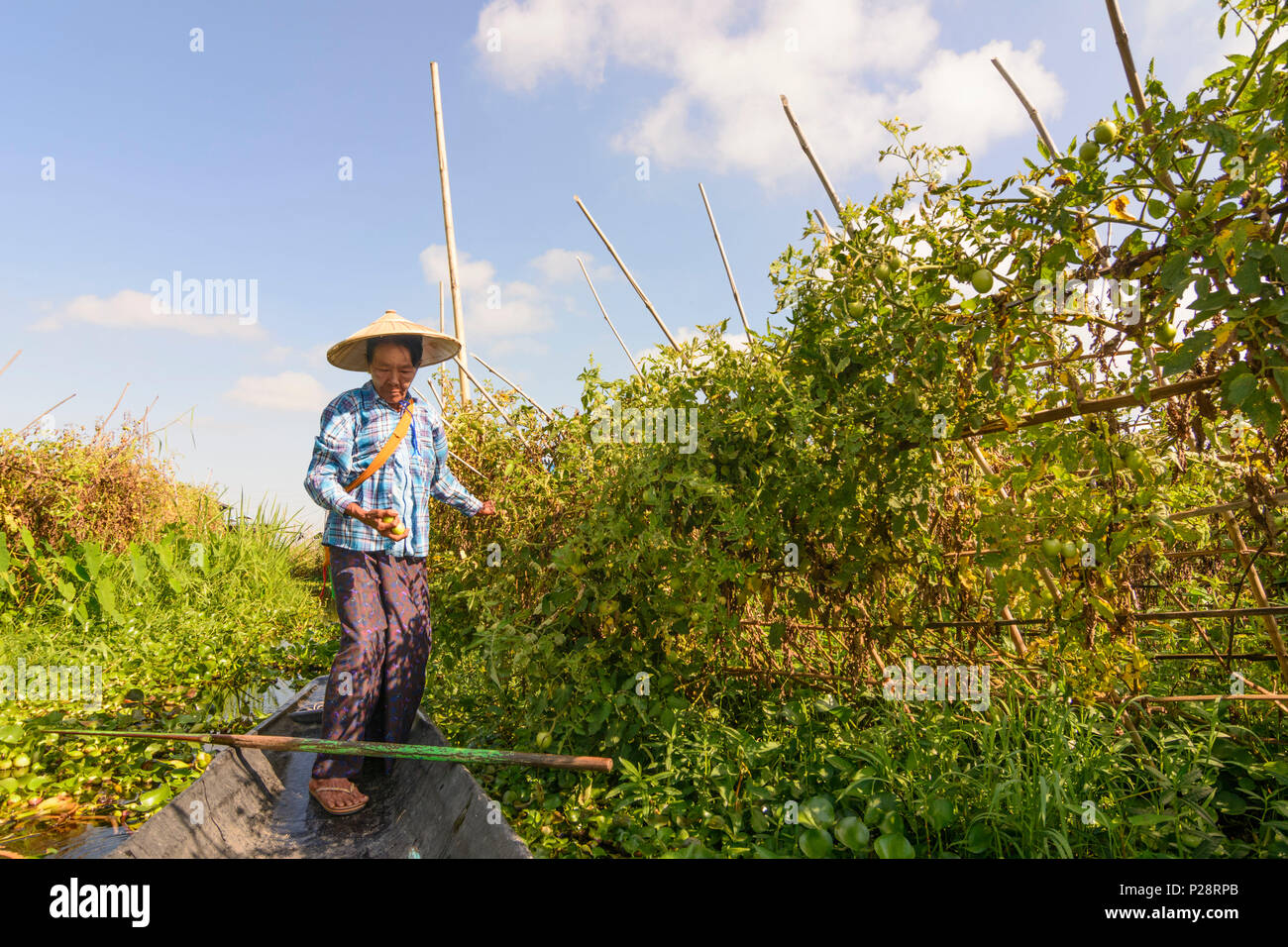 Myanmar inle lake tomato garden hi-res stock photography and images - Alamy