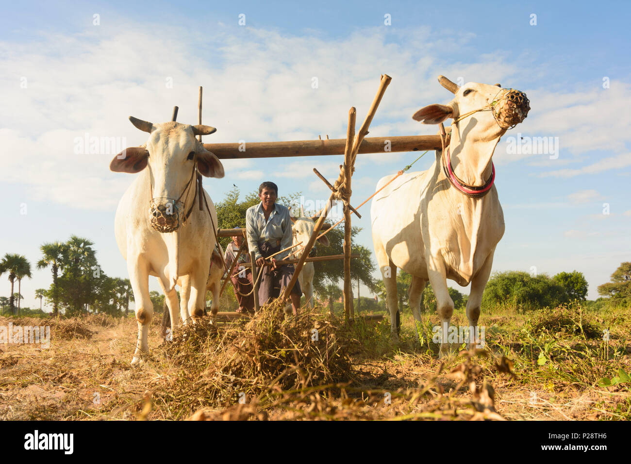 Bagan, peanut farmer, oxcart, ploughing, Mandalay Region, Myanmar (Burma) Stock Photo