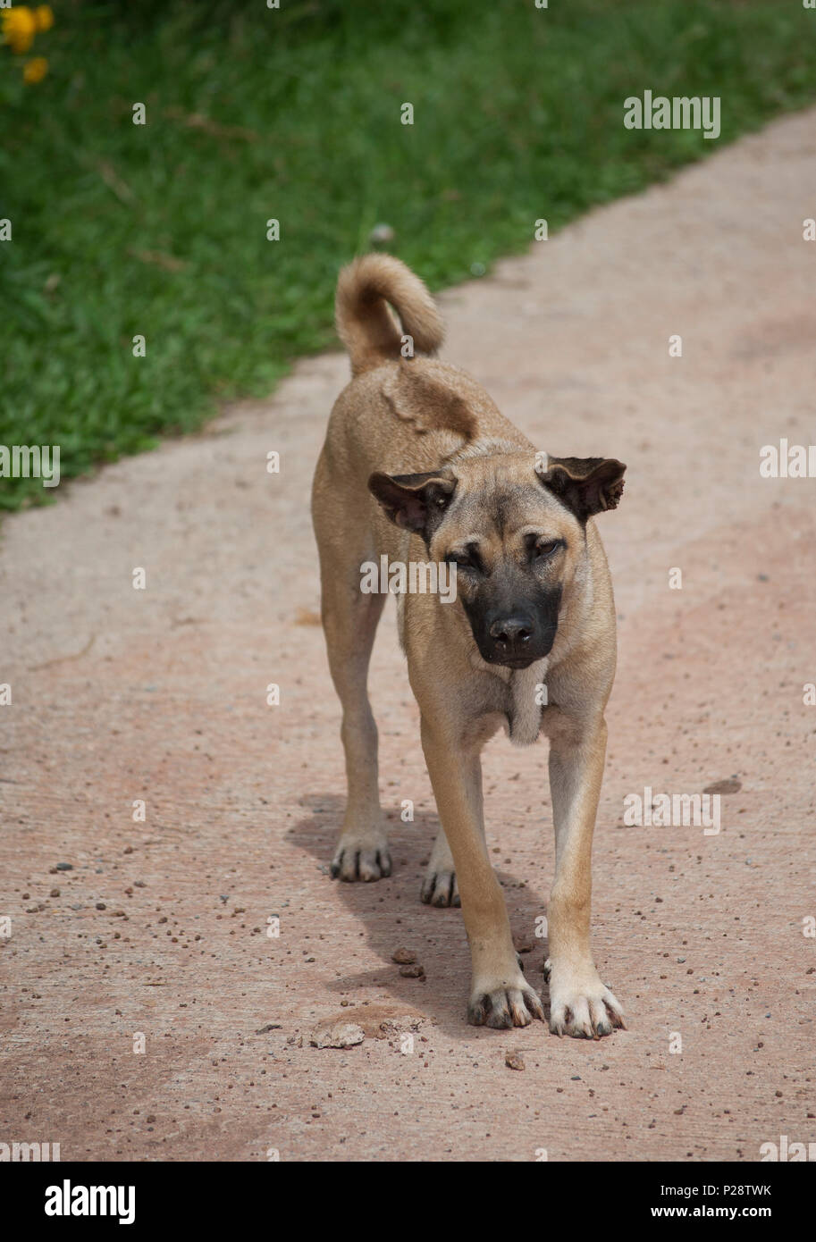 Thai Ridgeback dog (Canis) mixed breed wheaten colour, Isaan, Thailand Stock Photo