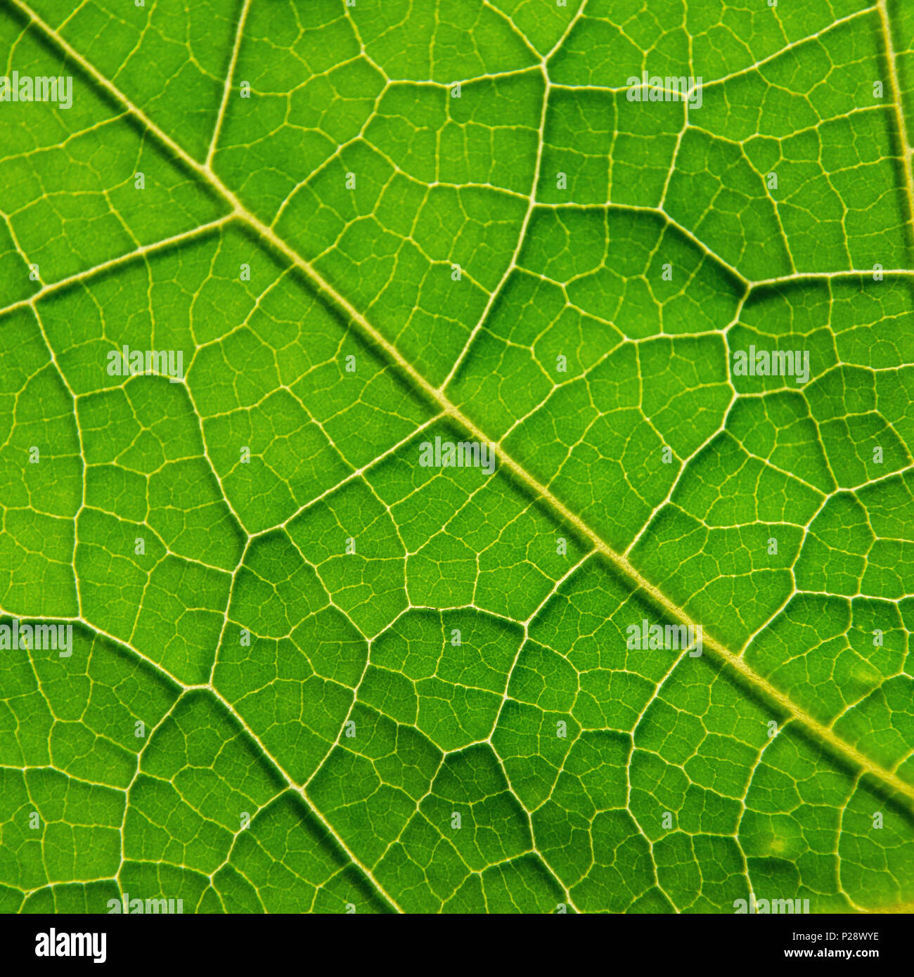Macro of green leaves texture and structure of leaf fiber, Background texture by detail of green leaf. Stock Photo