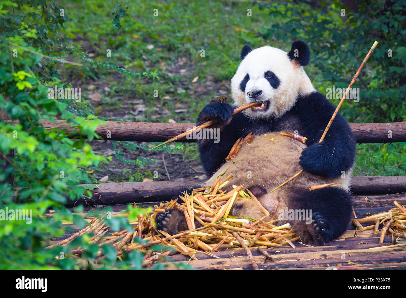 Giant Panda eating bamboo lying down on wood in Chengdu during day ,  Sichuan Province, China Stock Photo - Alamy