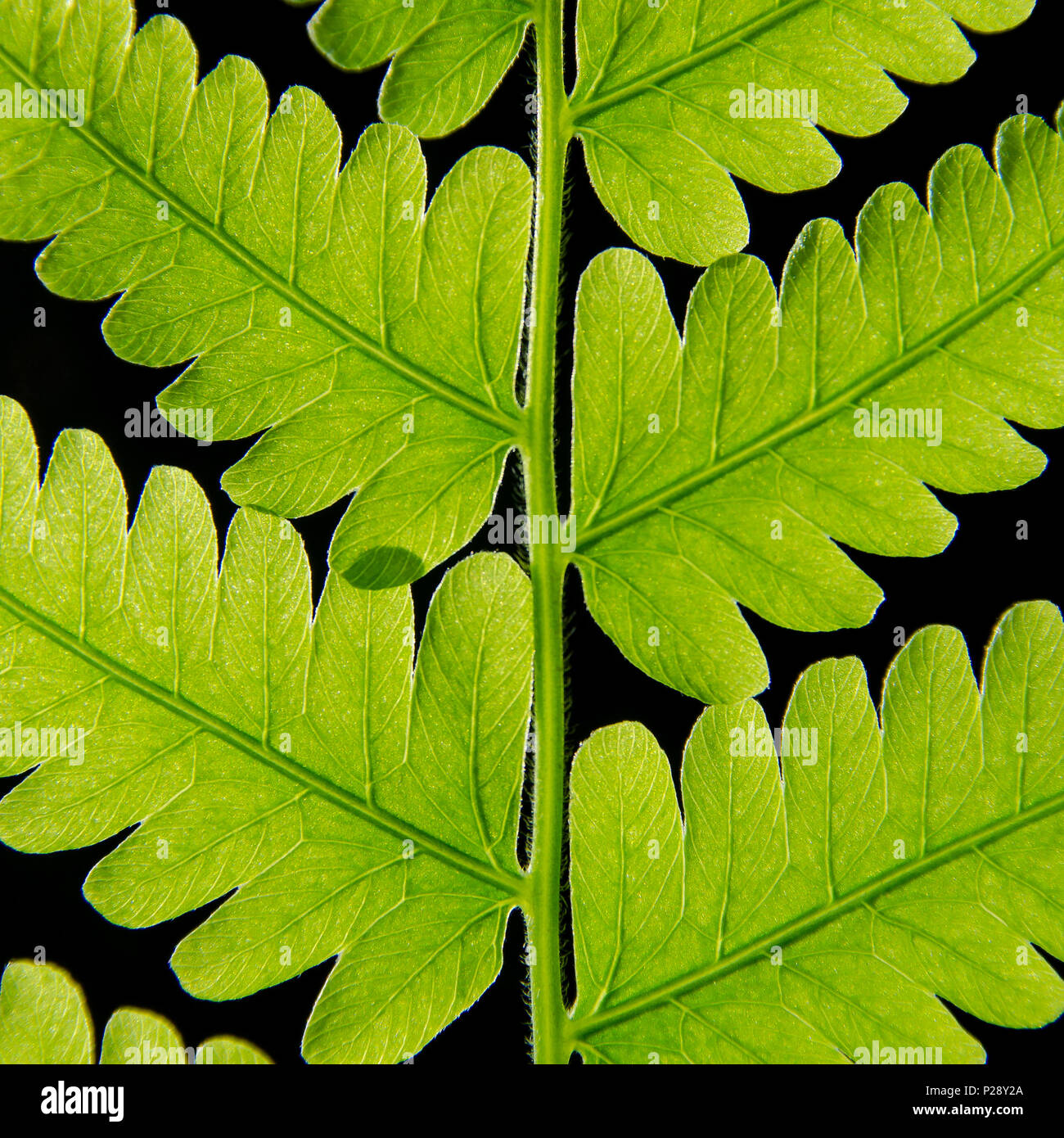 Macro of green leaves texture and fern leaf fiber, Background texture by fiber of fern leaf. Stock Photo