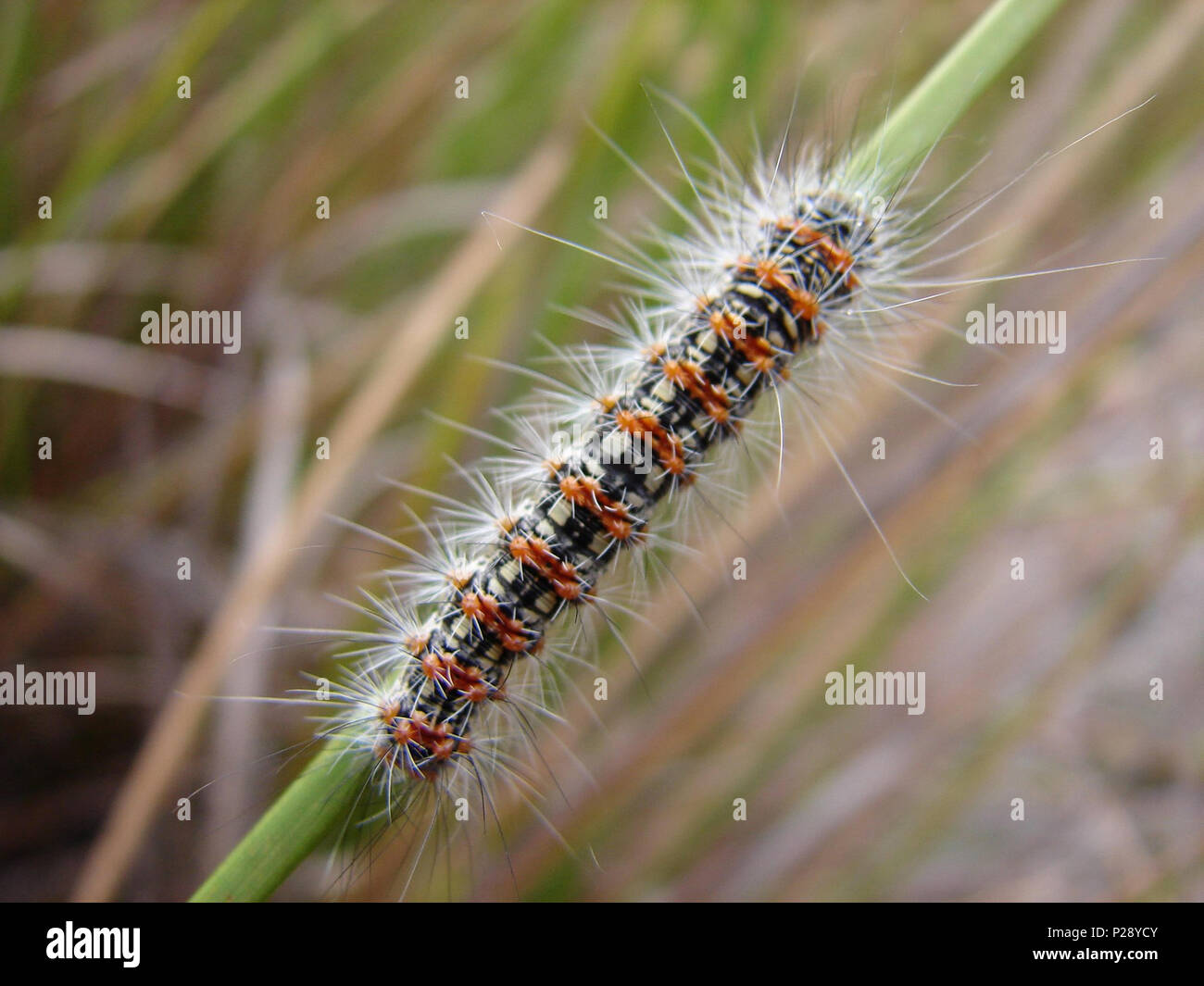 Closeup shot hairy moth hi-res stock photography and images - Alamy