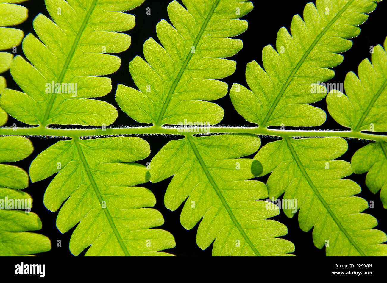 Macro of green leaves texture and fern leaf fiber, Background texture by fiber of fern leaf. Stock Photo