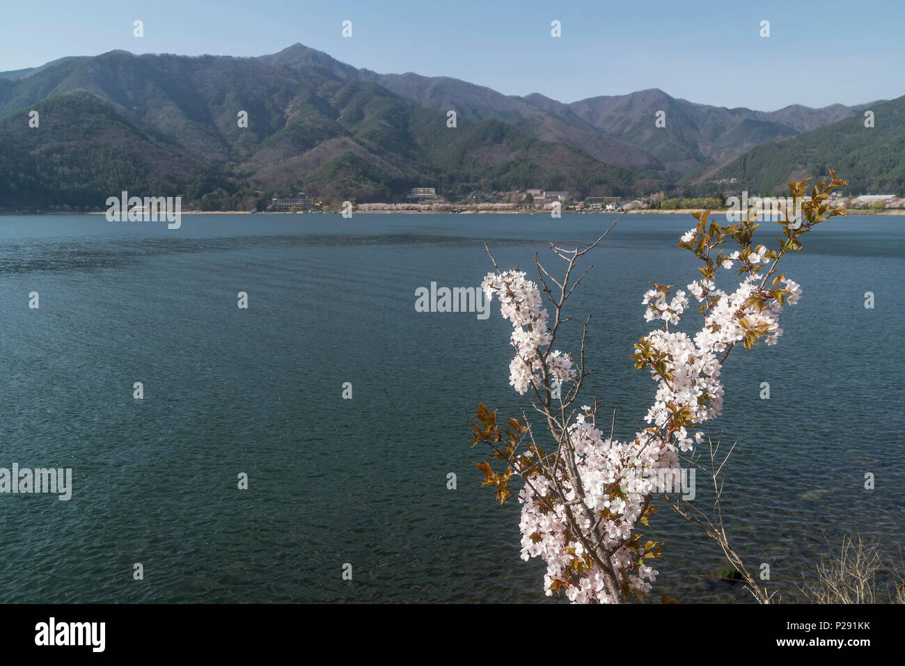 Blooming branch with Kawaguchi Lake in the background, Yamanashi Prefecture, Japan Stock Photo
