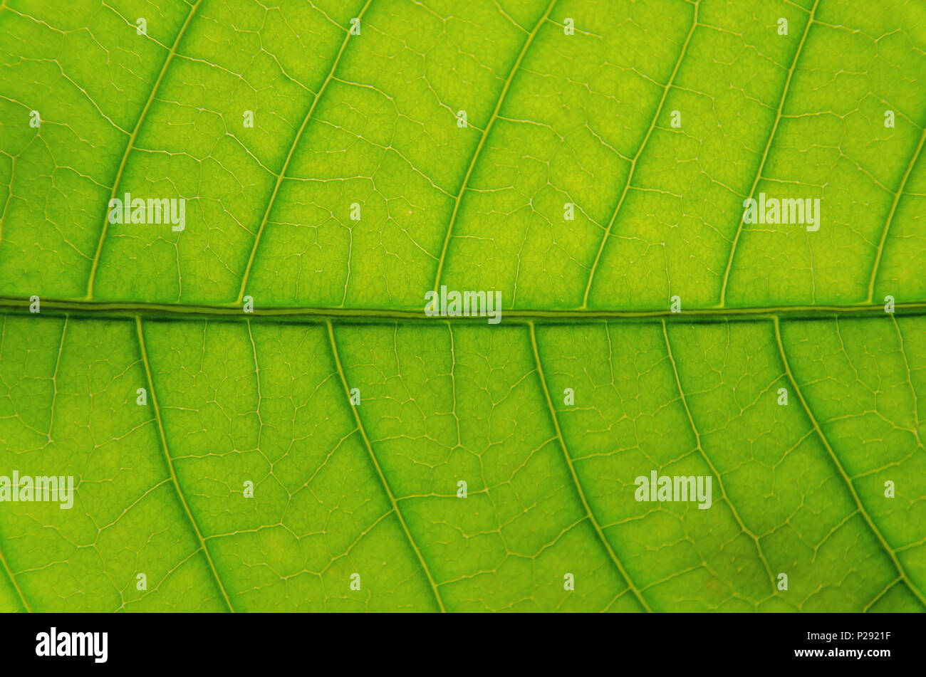 Macro of green leaves texture and structure of leaf fiber, Background texture by detail of green leaf. Stock Photo