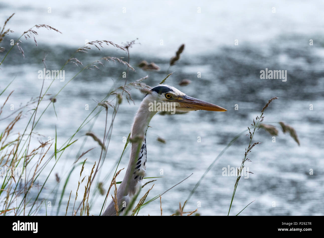 A Heron by a canal. The herons are the long-legged freshwater and coastal birds in the family Ardeidae Stock Photo