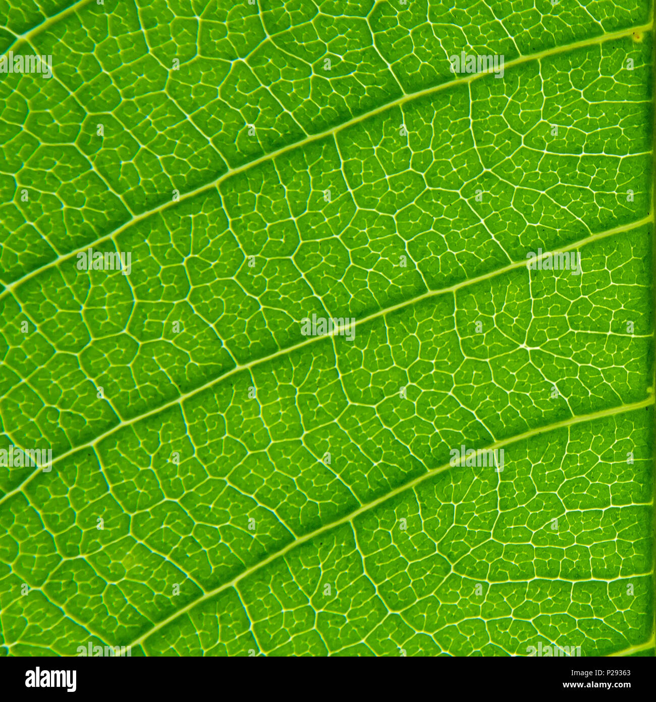 Macro of green leaves texture and structure of leaf fiber, Background texture by detail of green leaf. Stock Photo