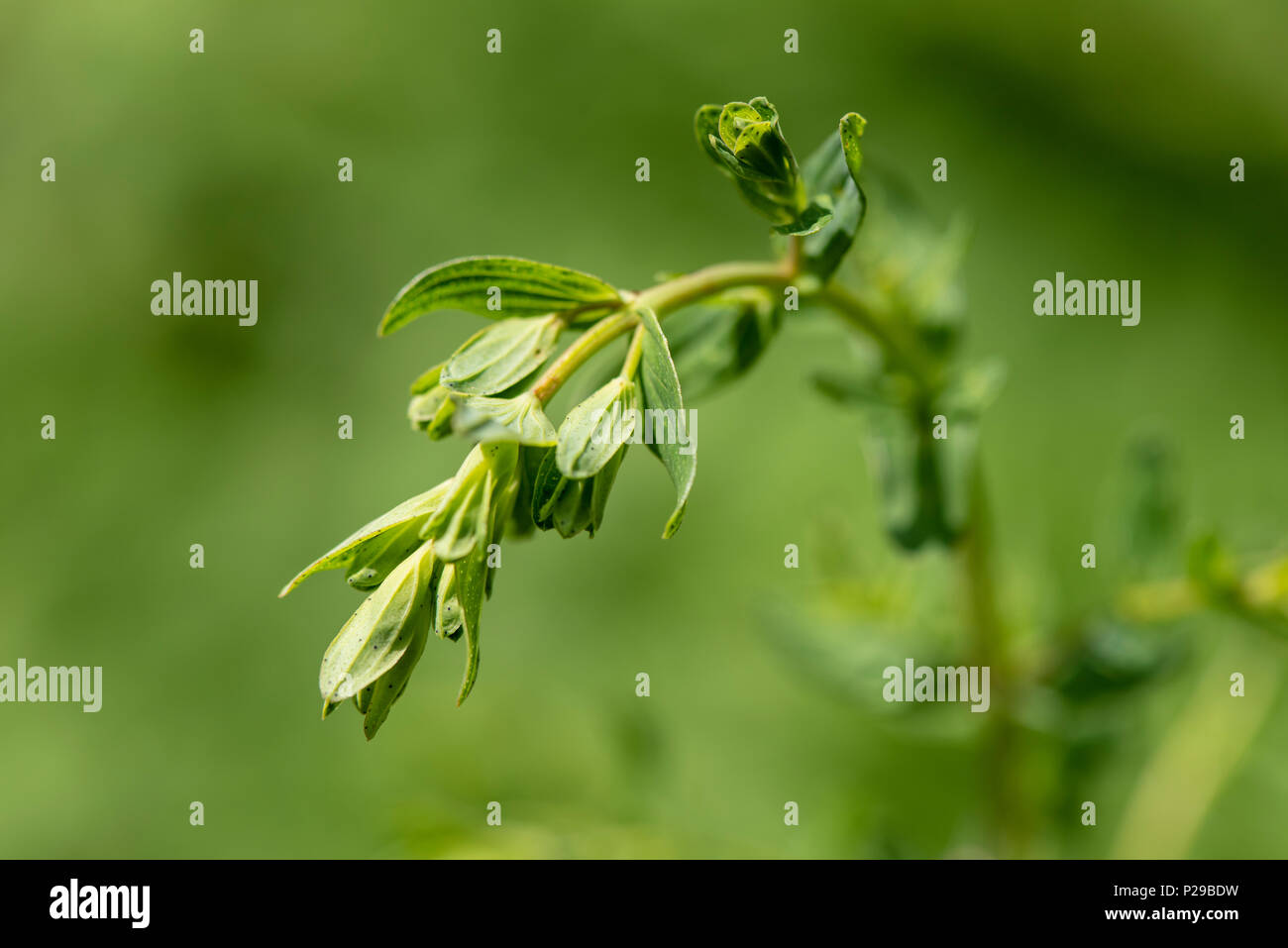 Johanniskraut als Heilpflanze für Naturmedizin und Pflanzenheilkunde Stock Photo