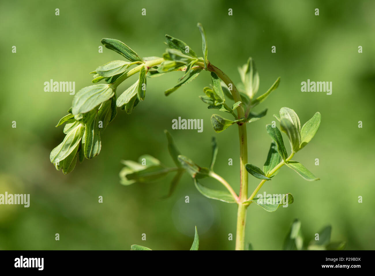 Johanniskraut als Heilpflanze für Naturmedizin und Pflanzenheilkunde Stock Photo