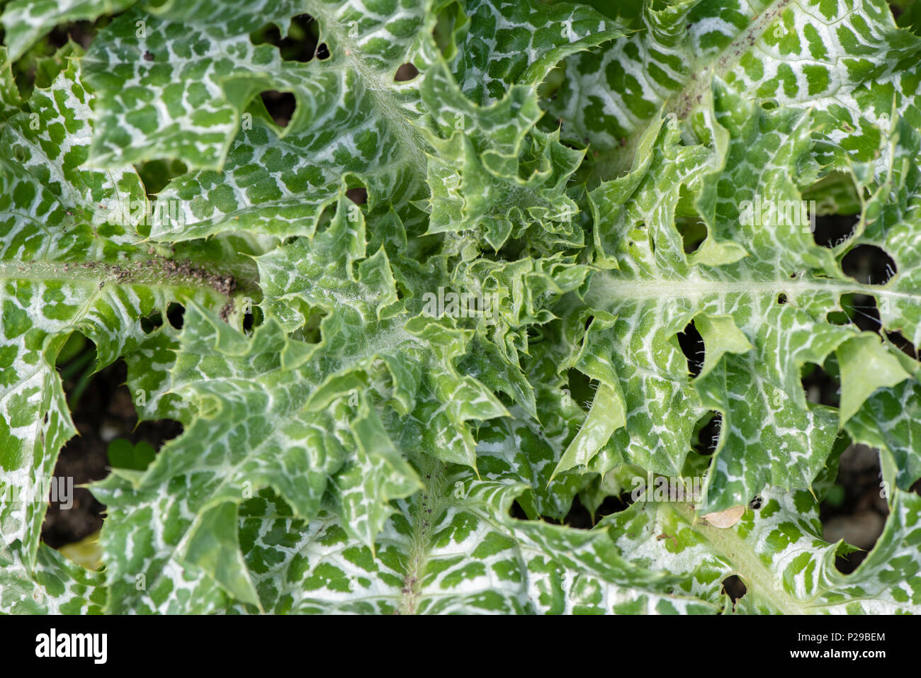 Mariendistel als Heilpflanze für Naturmedizin und Pflanzenheilkunde Stock Photo