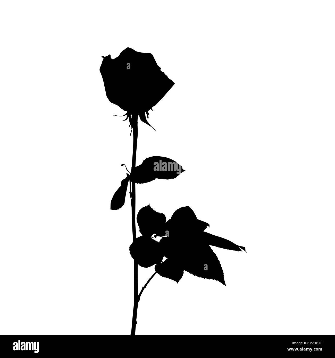 Black and white silhouette of rose. Isolated on White Background. vector Illustration Stock Vector