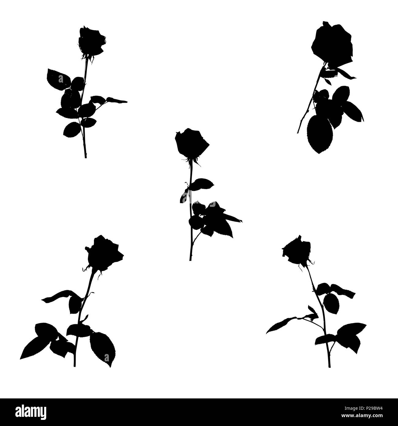 Set of Black and white silhouette of rose. Isolated on White Background. vector Illustration Stock Vector