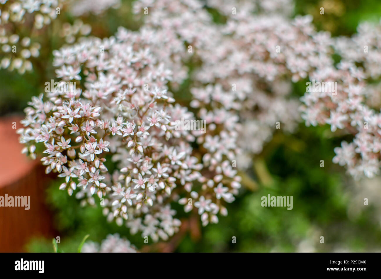 closeup of a flowering branch of the Sedum, made up of tiny star flowers in various stages of bloom Stock Photo