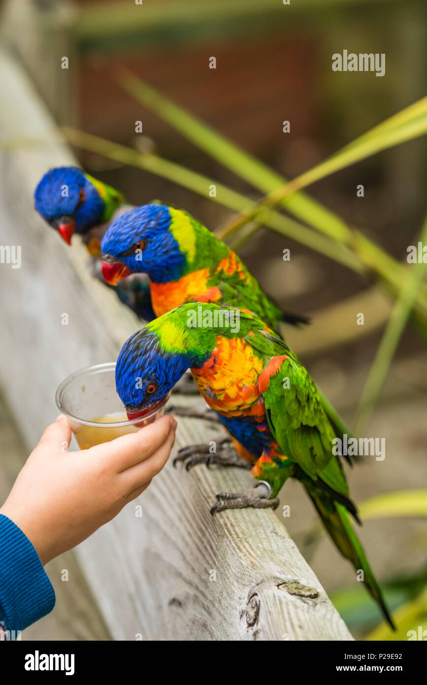 Child feeding sweet nectar to Colourful parrot Rainbow called Lorikeet,  sitting on the branch of a tree in a zoo Stock Photo - Alamy, image size:867x1390