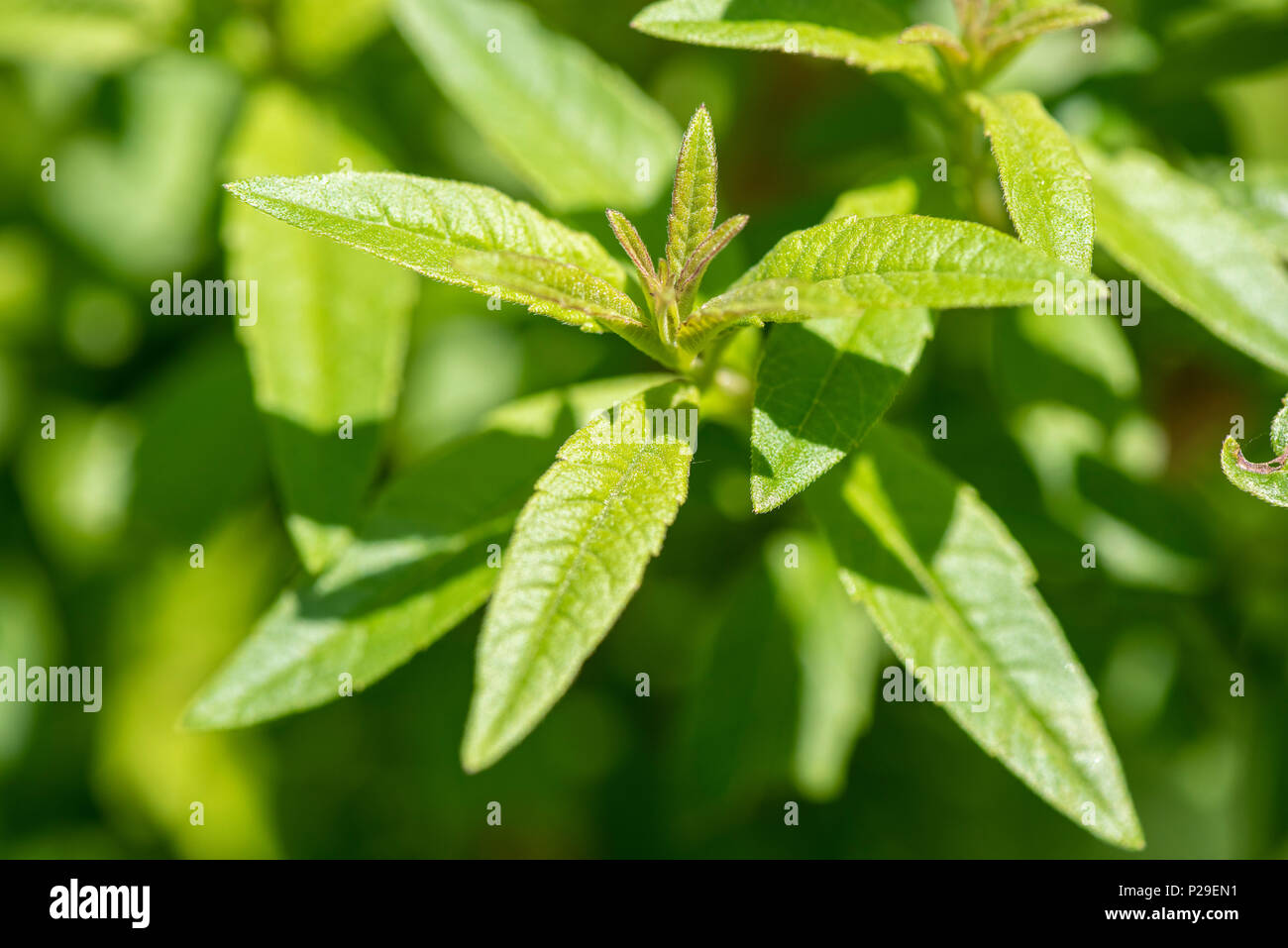 Zitronenverbene als Heilpflanze für Naturmedizin und Pflanzenheilkunde Stock Photo