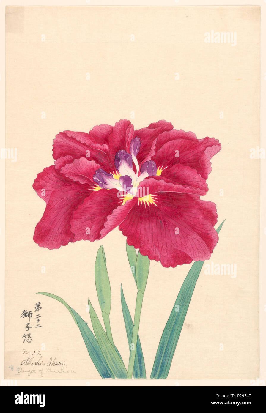 English Iris Hi Res Stock Photography And Images Page 29 Alamy