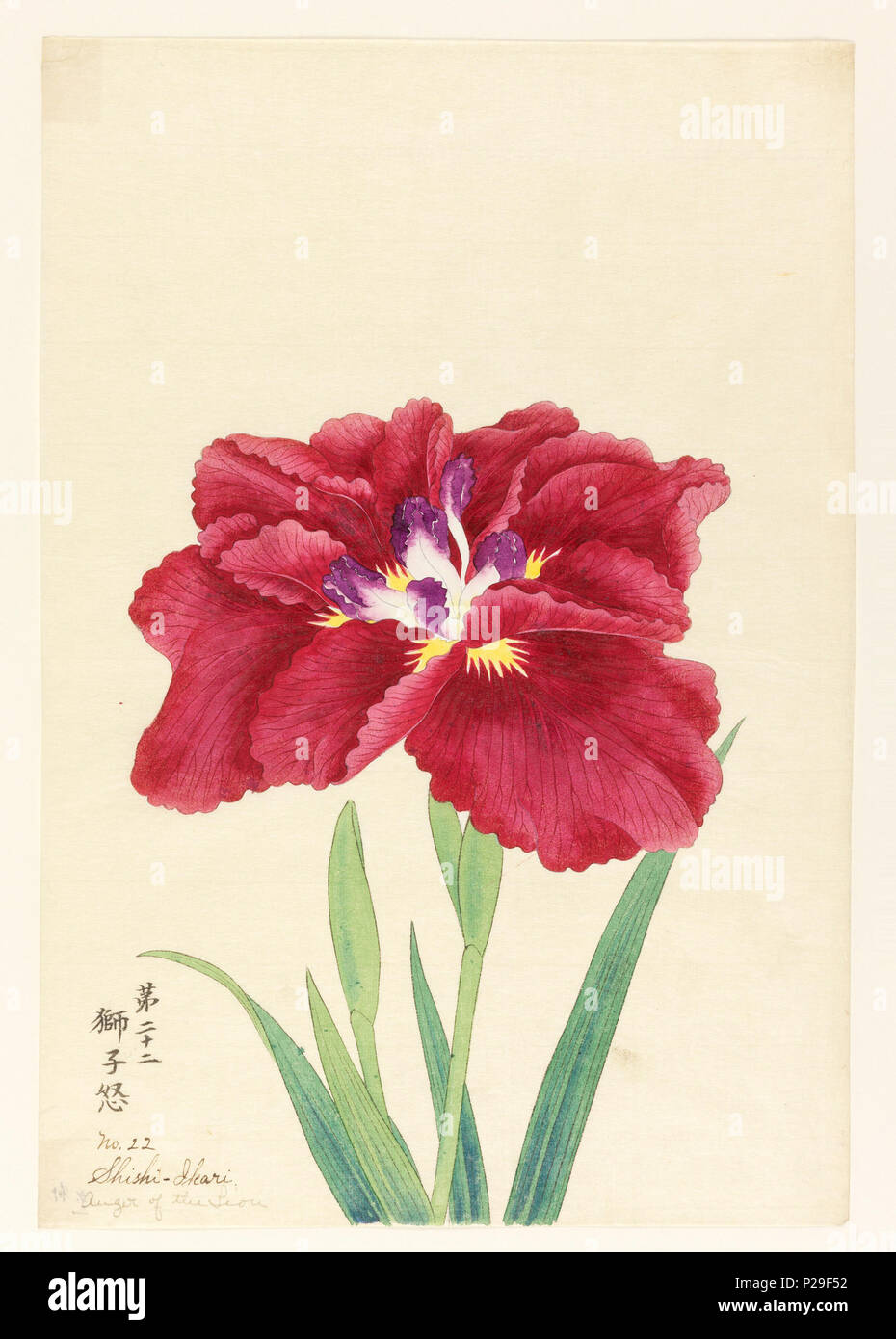 Ikari Hi Res Stock Photography And Images Alamy