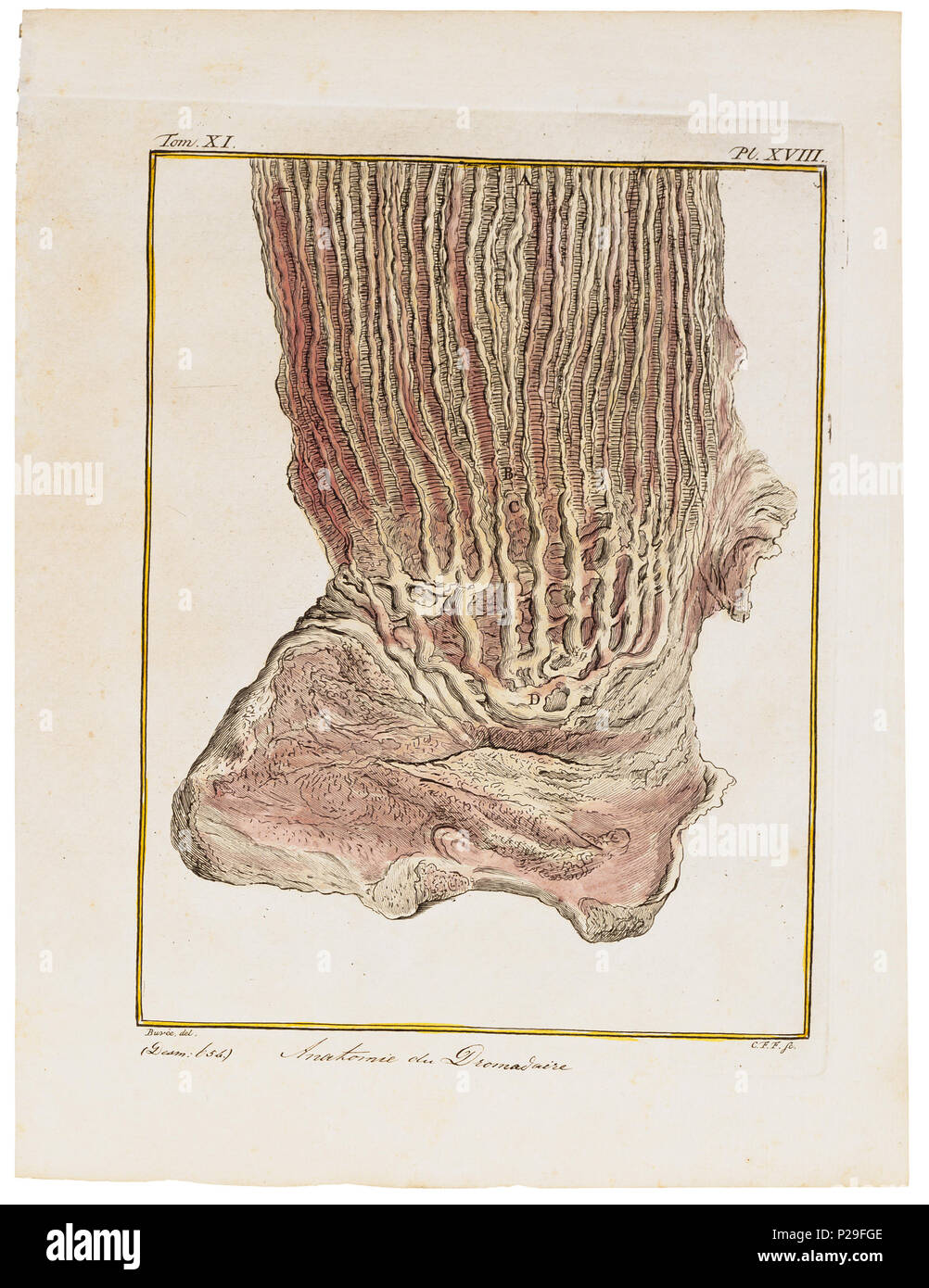 . Camelus dromedarius - ingewanden . between 1700 and 1880 UBA01 IZ21600090-y, 12-06-09, 10:55,  8C, 6556x7374 (693+767), 100%%%%, Tooncurve11030,  1/50 s, R57.7, G29.1, B37.8 48 Camelus dromedarius - ingewanden - 1700-1880 - Print - Iconographia Zoologica - Special Collections University of Amsterdam - UBA01 IZ21600087 Stock Photo
