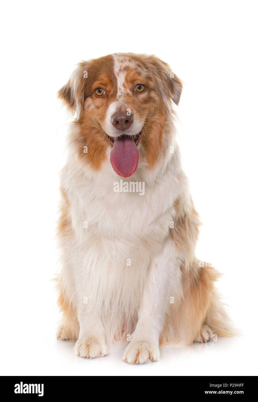 female australian shepherd in front of white background Stock Photo - Alamy