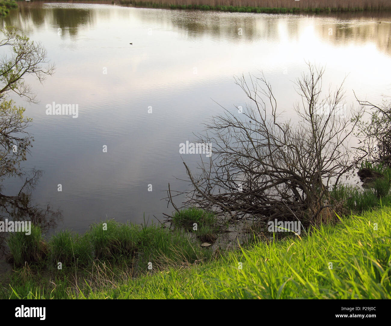 Pond shore overgrown with grass, withered bush and sky with clouds reflected on the water surface Stock Photo