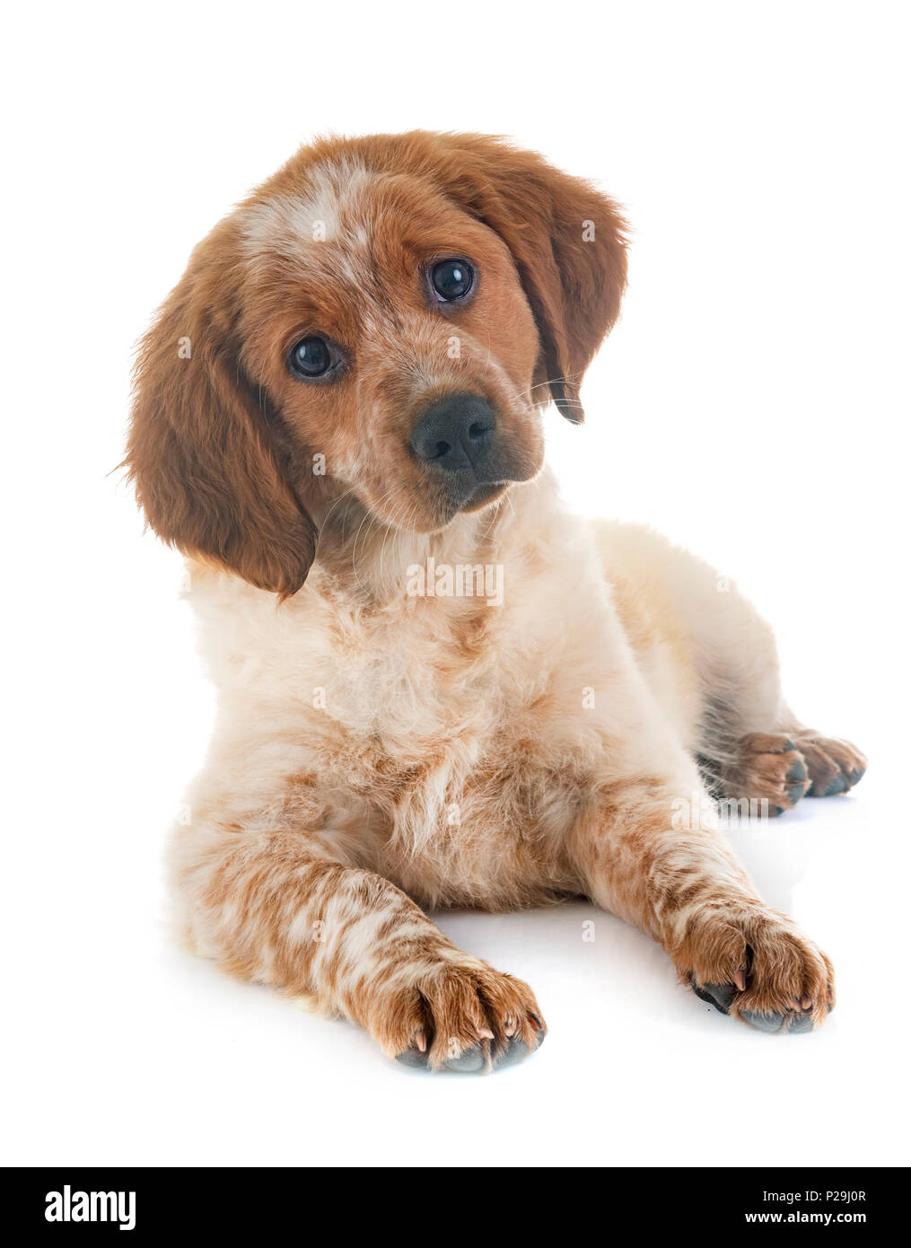 puppy brittany spaniel in front of white background Stock Photo - Alamy
