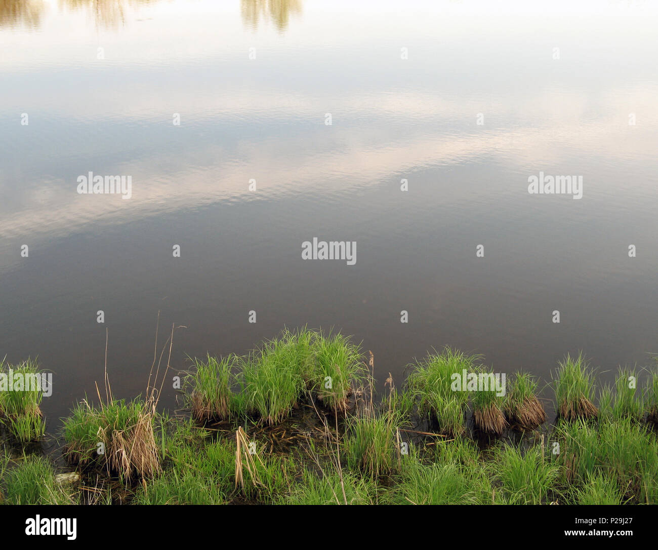 Pond shore with islets overgrown with grass and sky with clouds reflected on the water surface Stock Photo