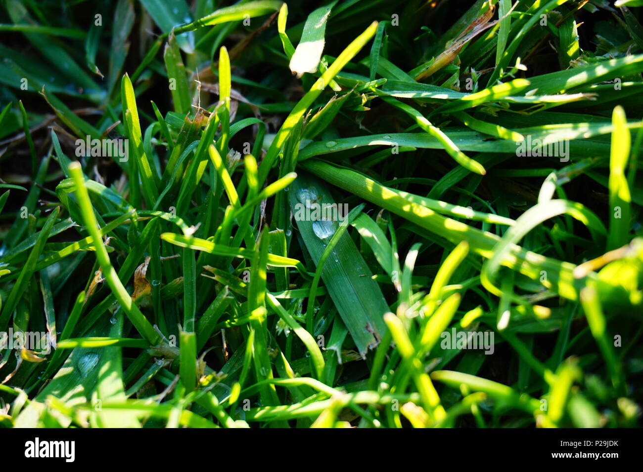 Grass with Water Beads Stock Photo Alamy