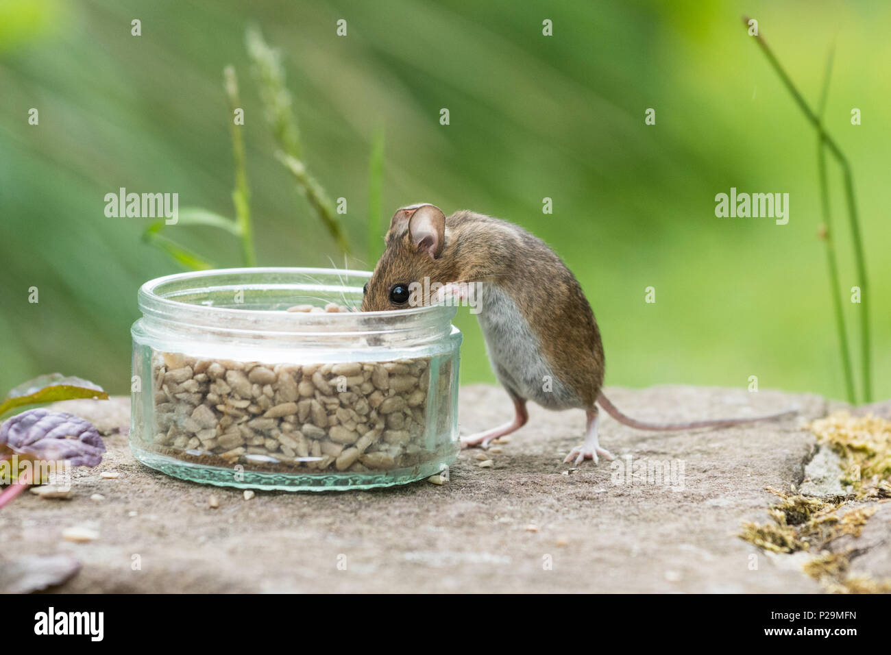 wood mouse or field mouse apodemus sylvaticus eating sunflower