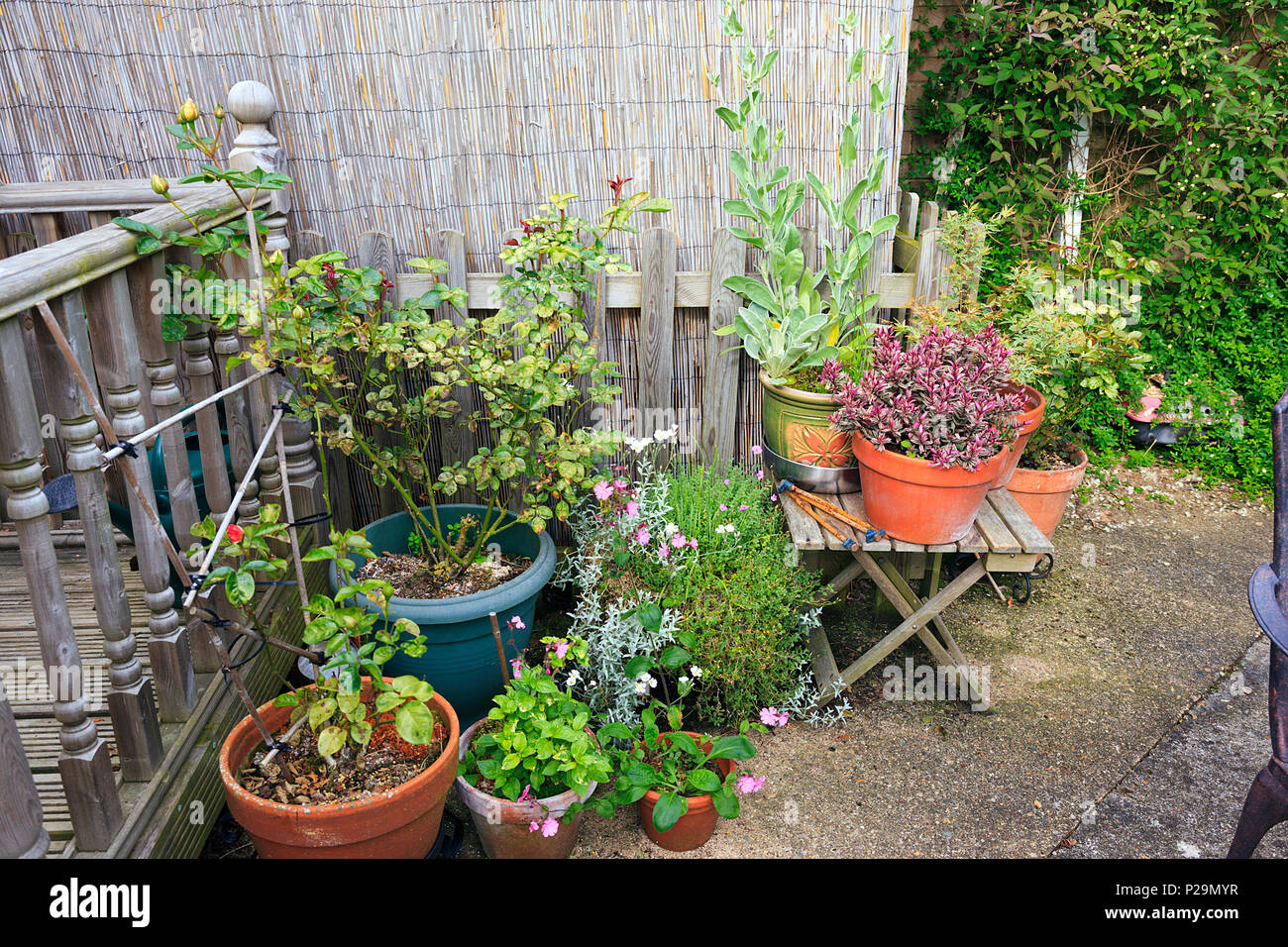 Garden Patio Pot Plants High Resolution Stock Photography and Images