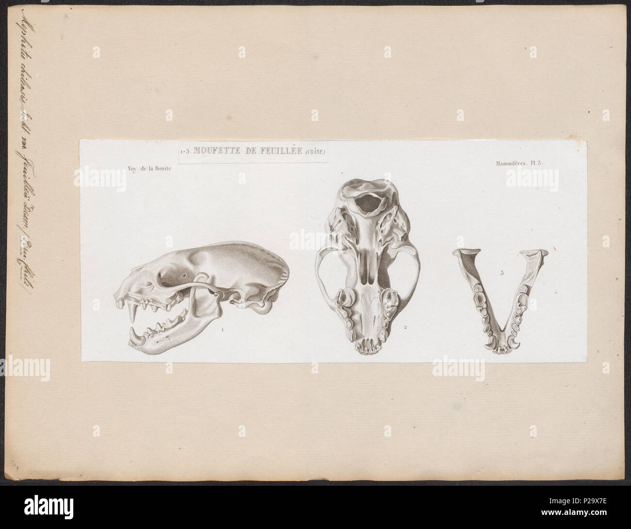 192 Mephitis chilensis - schedel - 1700-1880 - Print - Iconographia ...