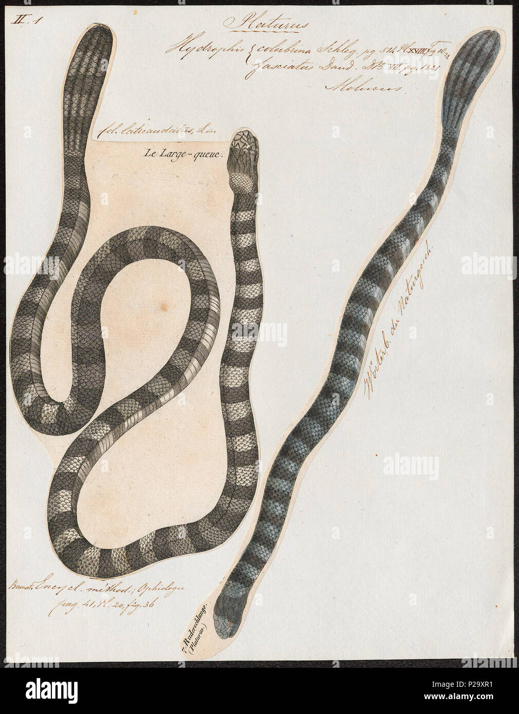 153 Hydrophis colubrina - 1700-1880 - Print - Iconographia Zoologica - Special Collections University of Amsterdam - UBA01 IZ11800147 Stock Photo