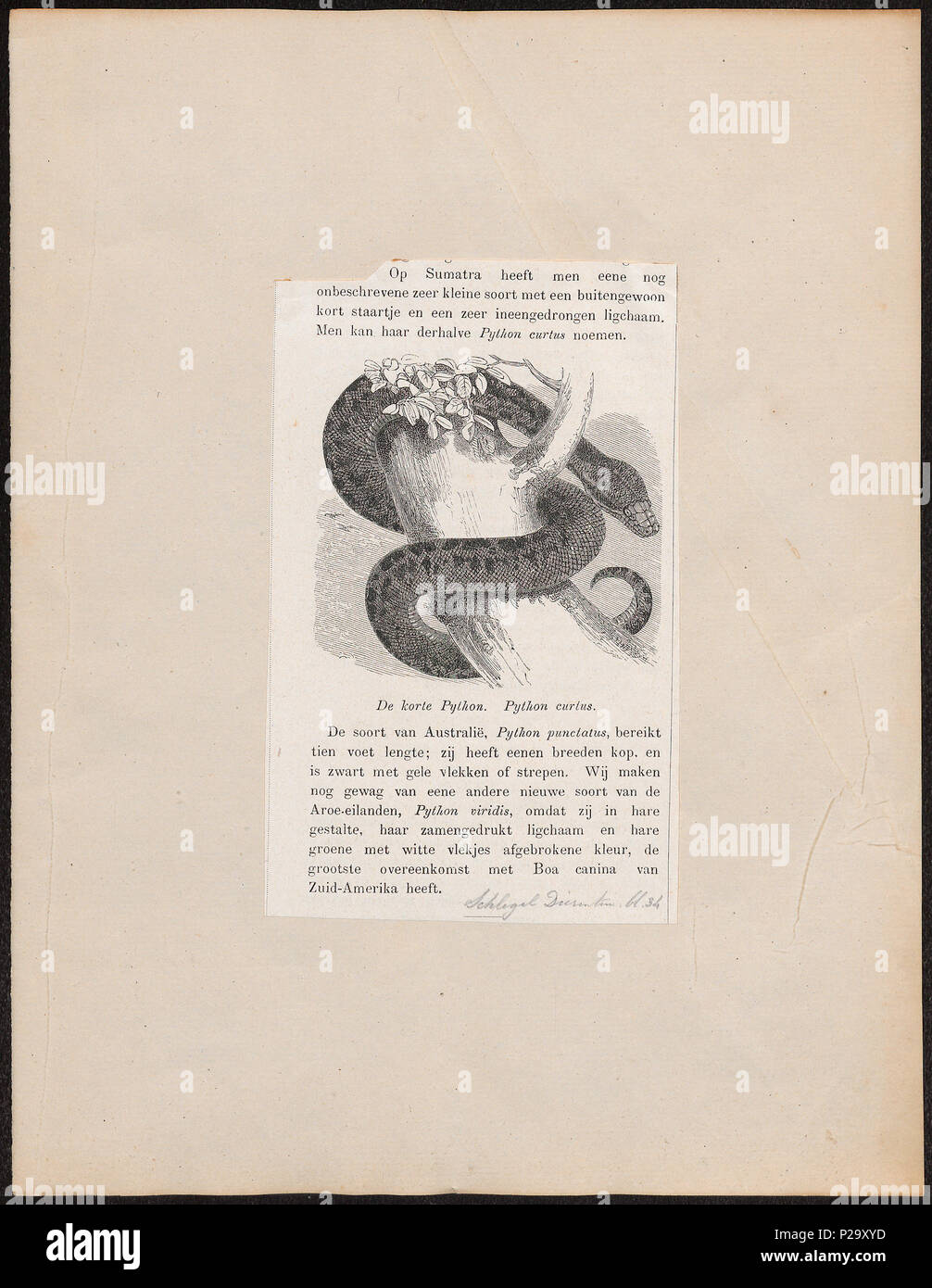 . Python curtus . between 1700 and 1880 274 Python curtus - 1700-1880 - Print - Iconographia Zoologica - Special Collections University of Amsterdam - UBA01 IZ11800207 Stock Photo