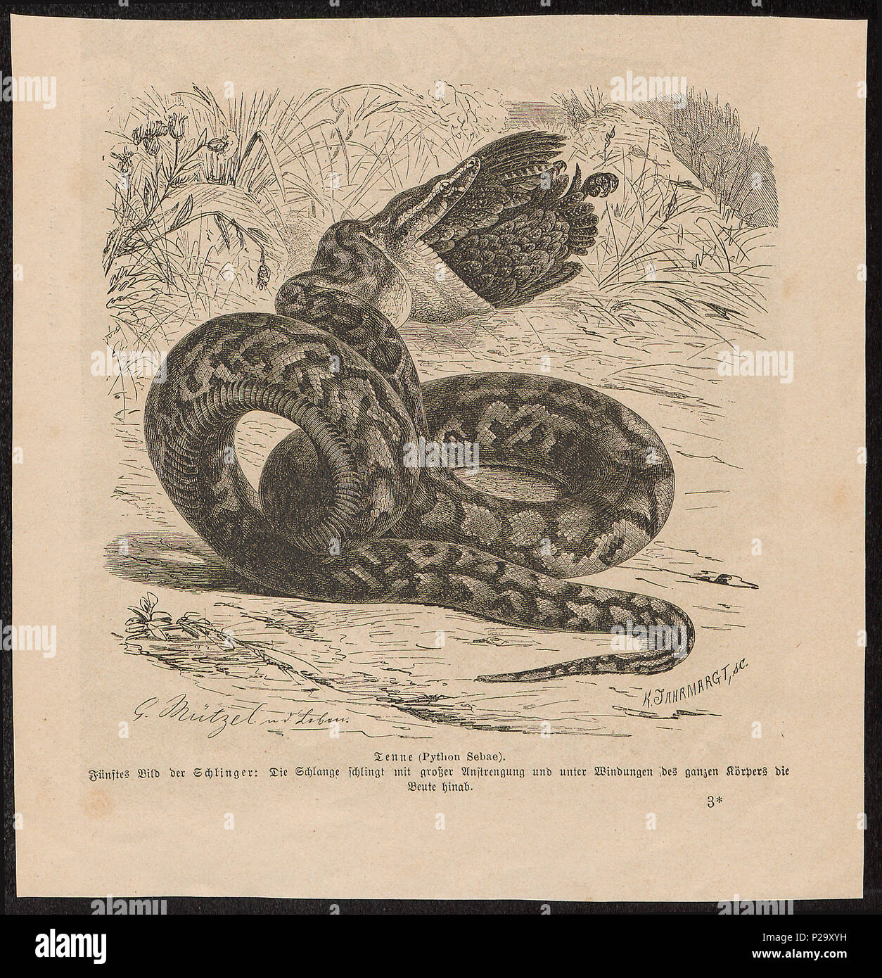 . Python sebae . between 1700 and 1880 274 Python sebae - 1700-1880 - Print - Iconographia Zoologica - Special Collections University of Amsterdam - UBA01 IZ11800209 Stock Photo