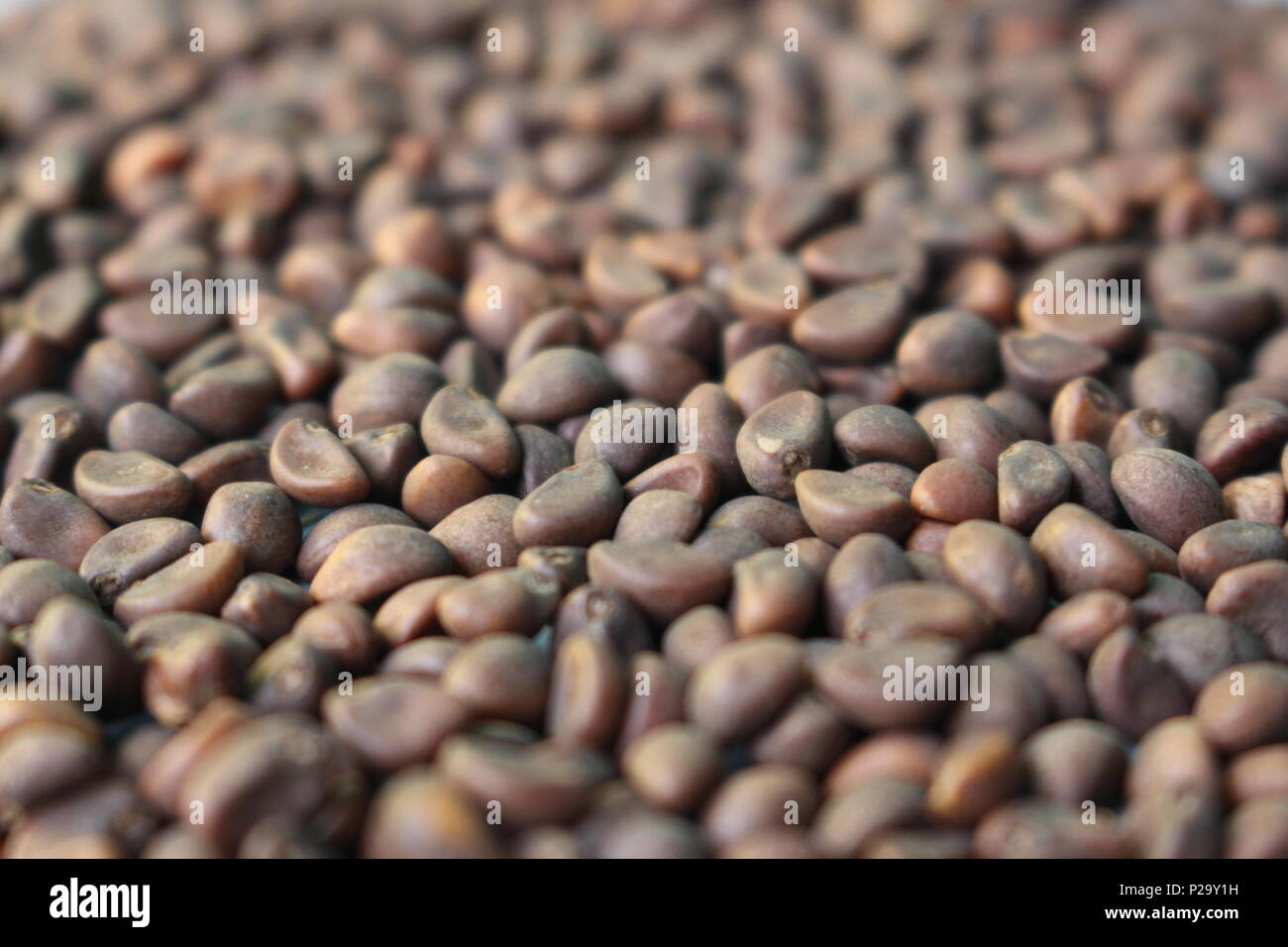 morning glory seeds Stock Photo Alamy