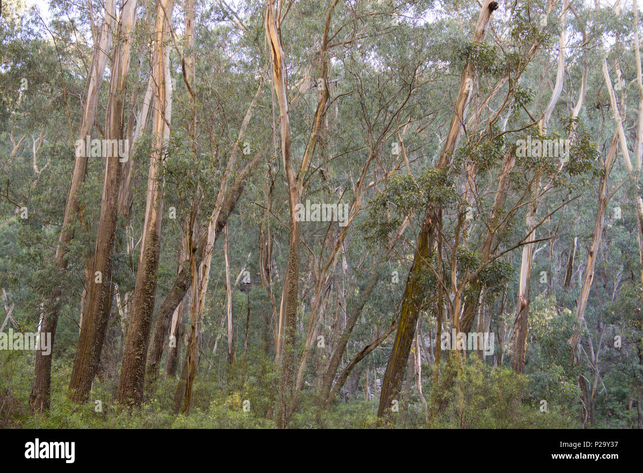 trees in the forest in the mist landscape Stock Photo - Alamy