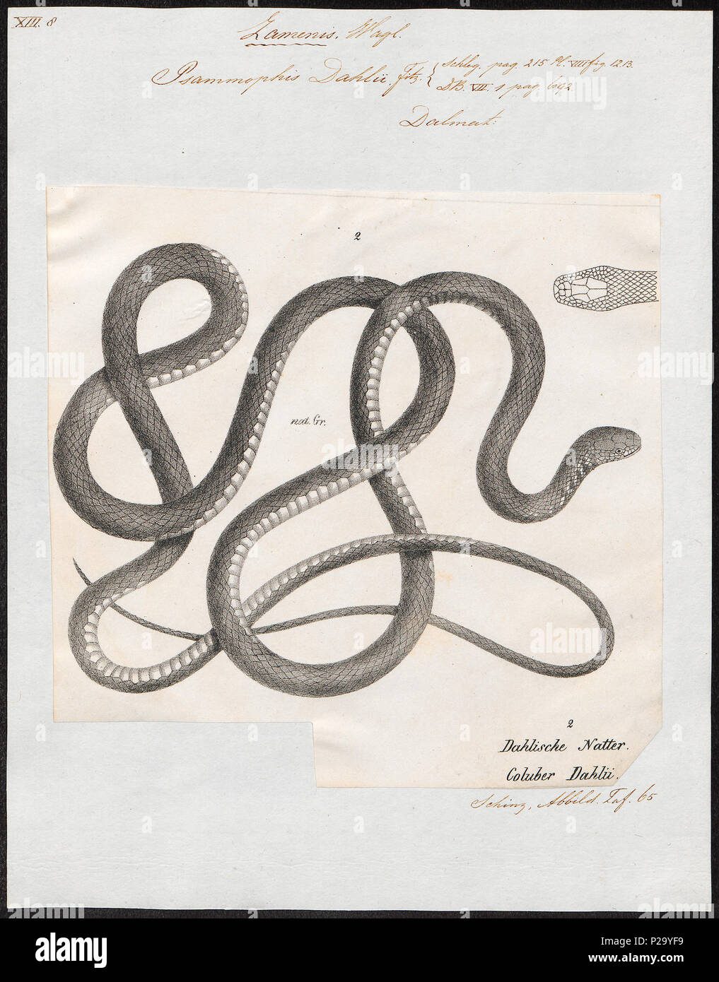. Psammophis dahlii . between 1700 and 1880 272 Psammophis dahlii - 1700-1880 - Print - Iconographia Zoologica - Special Collections University of Amsterdam - UBA01 IZ12100179 Stock Photo