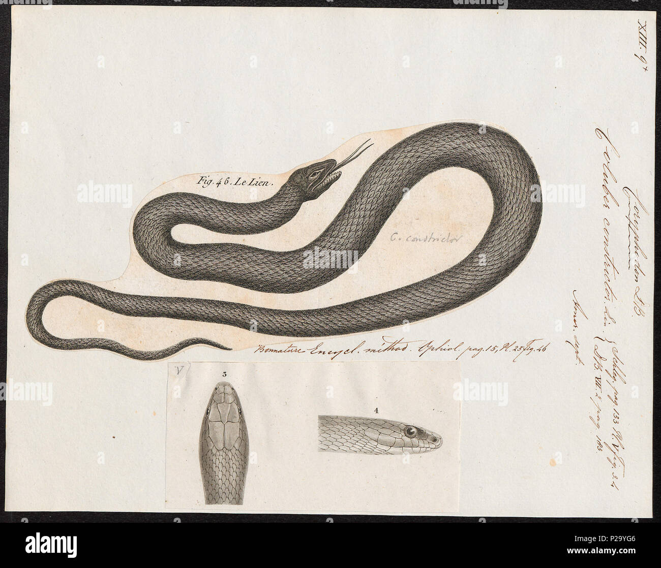 64 Coluber constrictor - 1700-1880 - Print - Iconographia Zoologica - Special Collections University of Amsterdam - UBA01 IZ12100205 Stock Photo